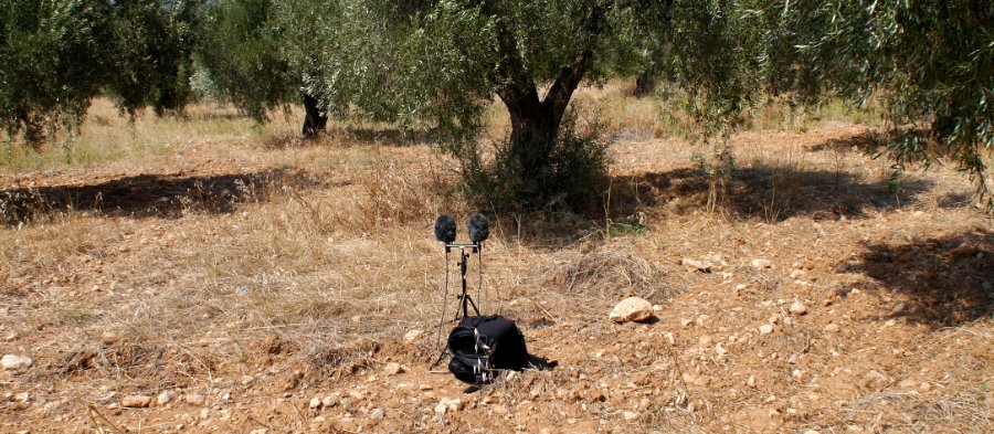 Cricket and cicada sound recording in a Greek olive field